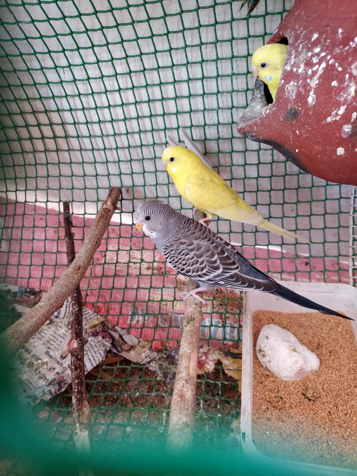 Pet image – gallery view